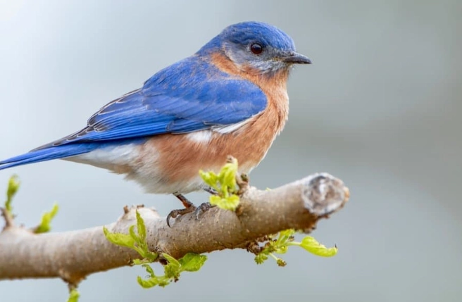 birds in Central Park