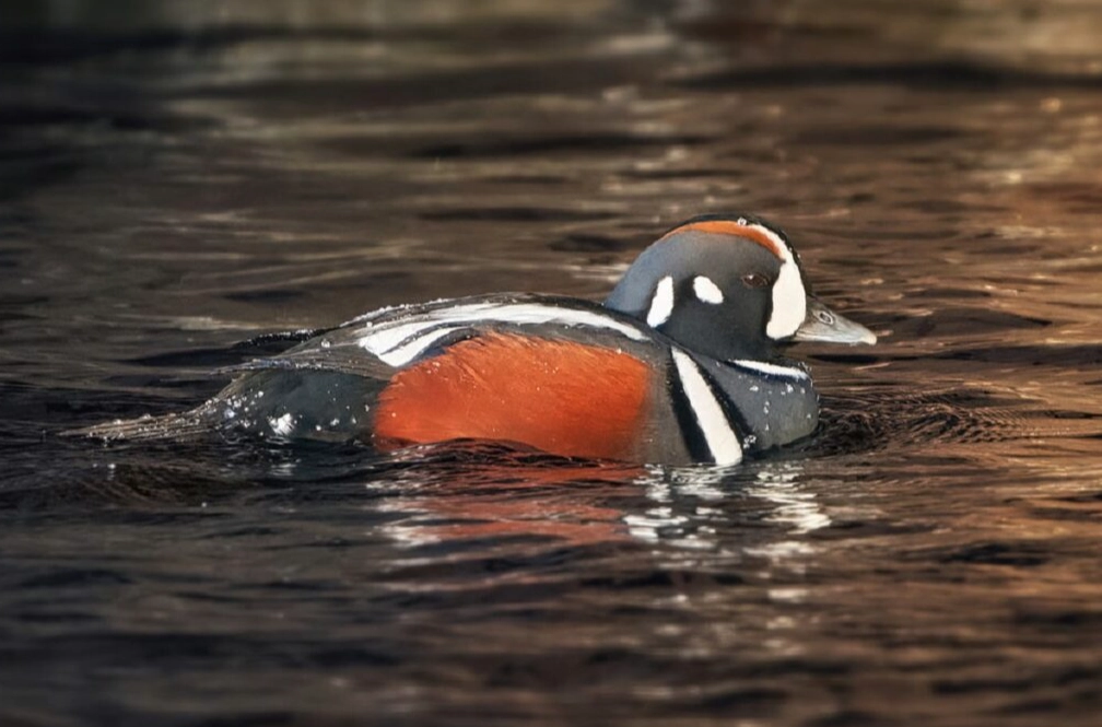 waterfowl ID for beginners