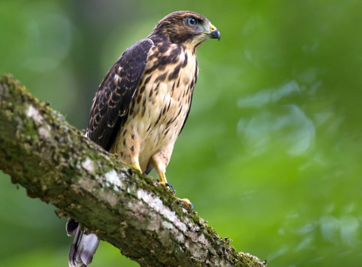 broad-winged hawk identification