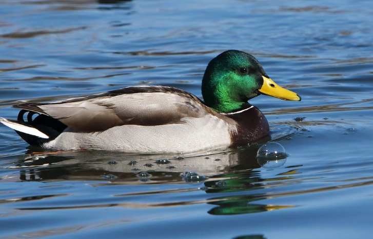 where to see wild ducks