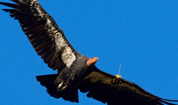 california condor endangered species