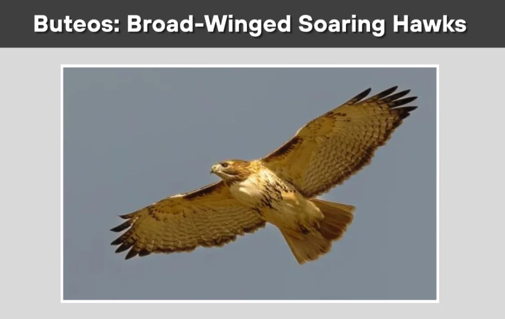 how to identify hawks