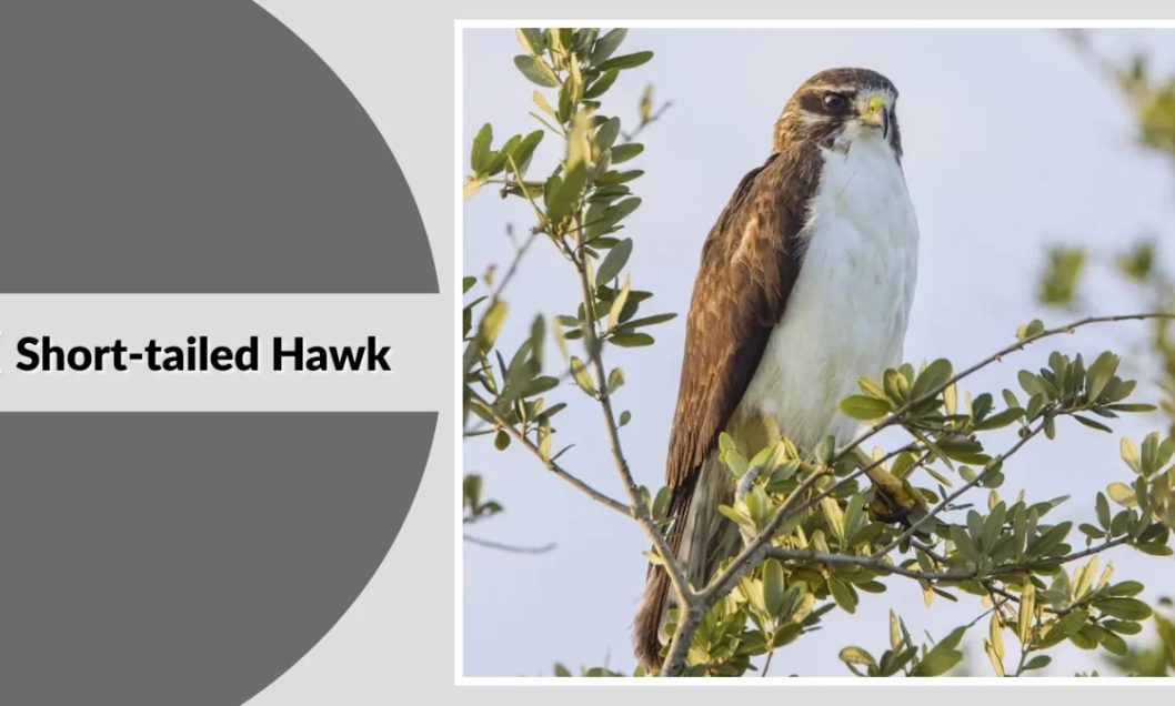 raptor identification