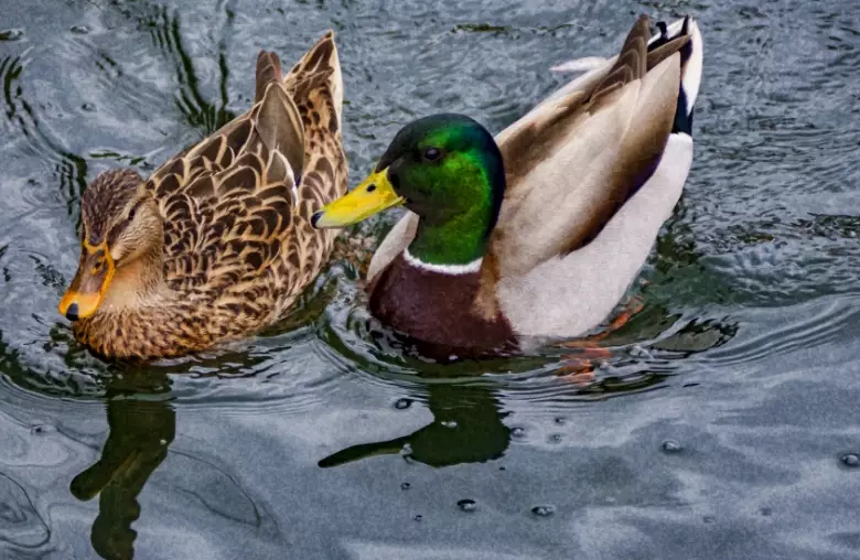 where to find mallard ducks