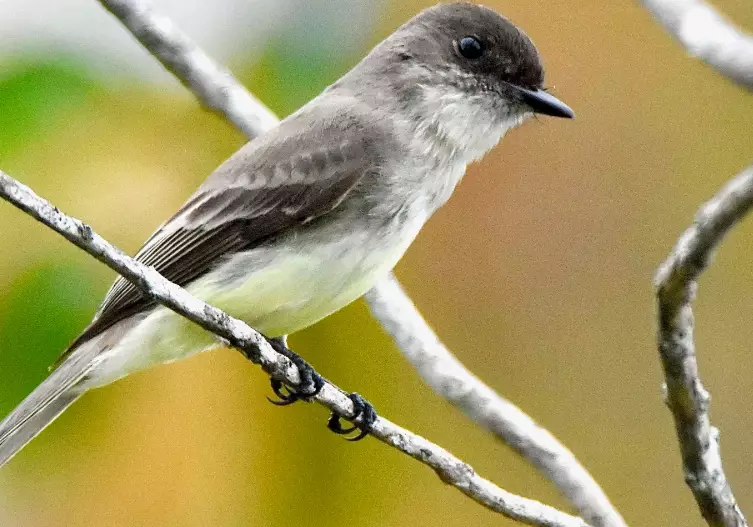 eastern phoebe identification
