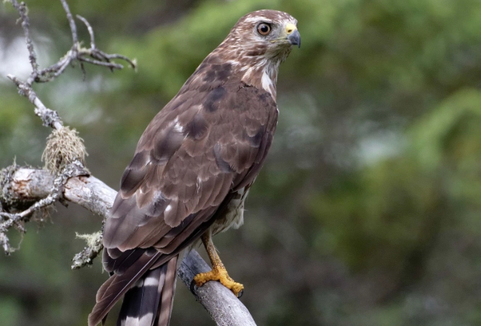 broad-winged hawk migration