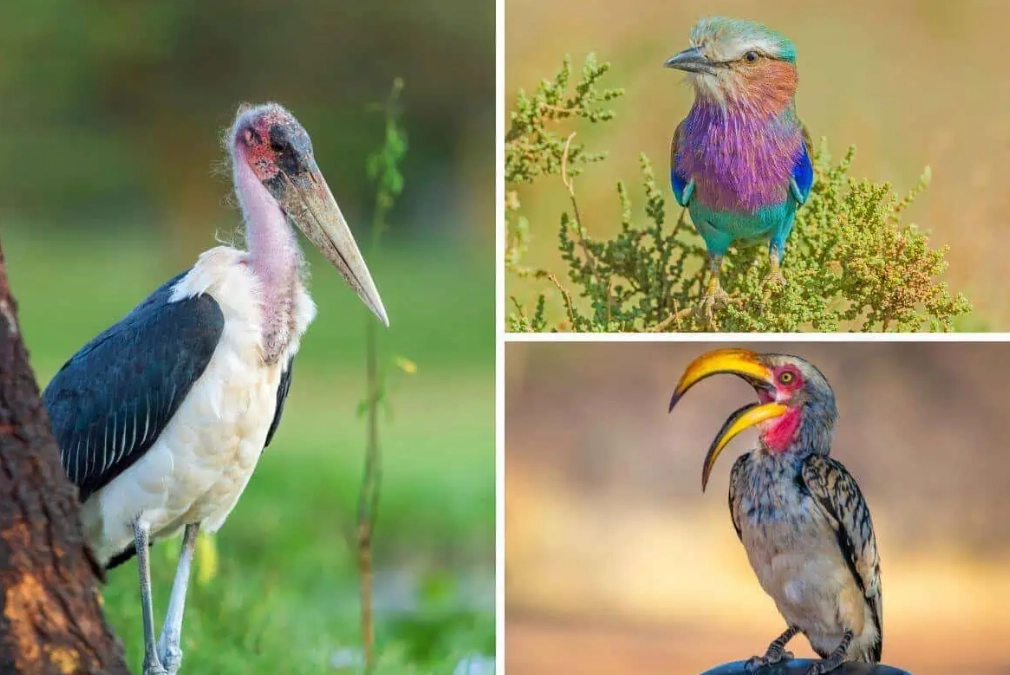 african birdwatching safari