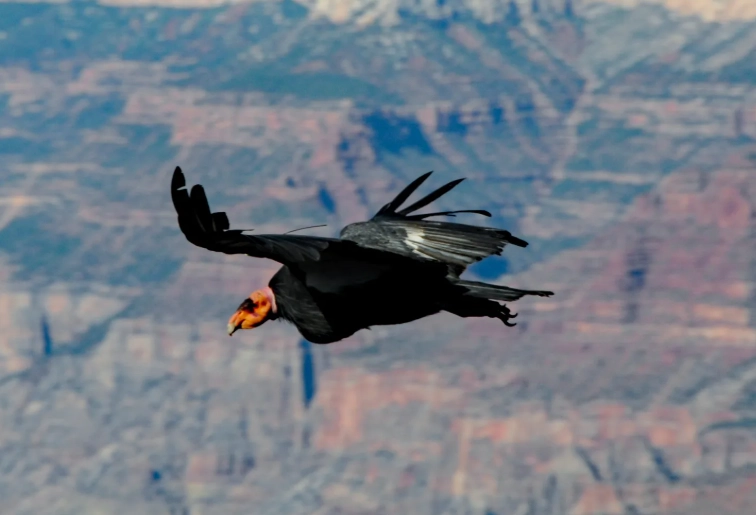 california condor birding
