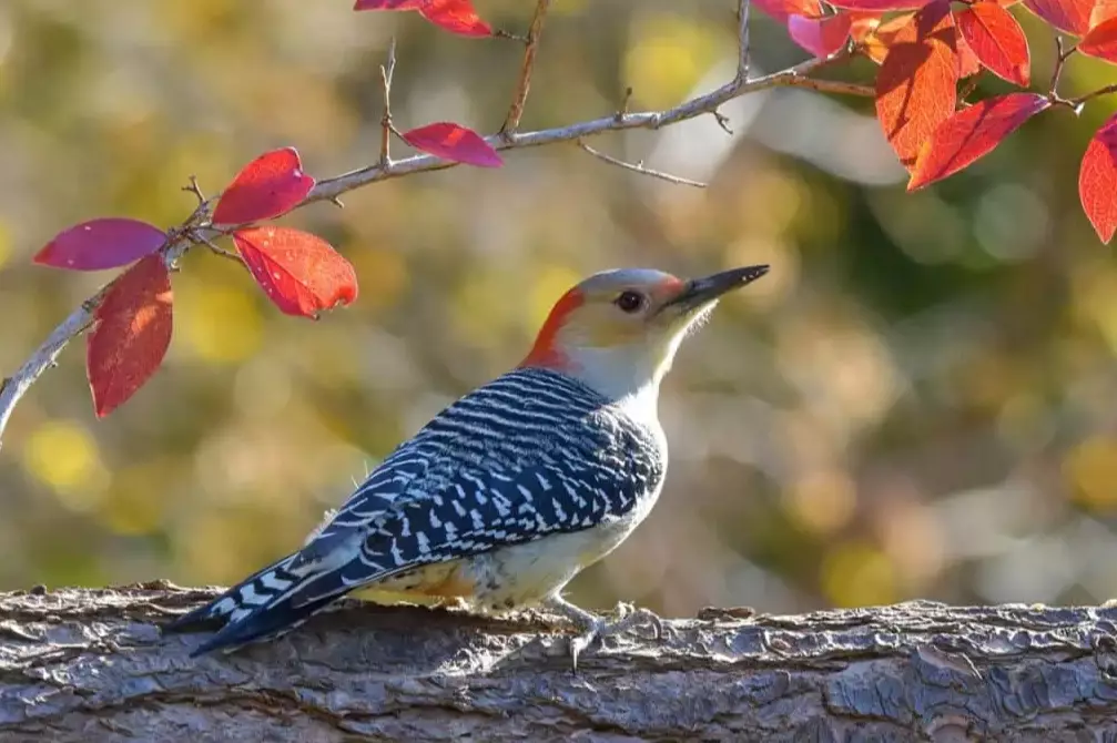 north american woodpeckers
