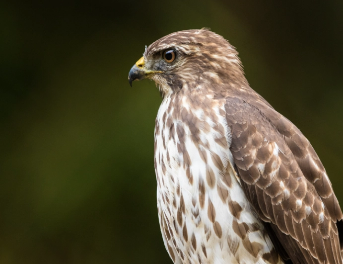 broad-winged hawk