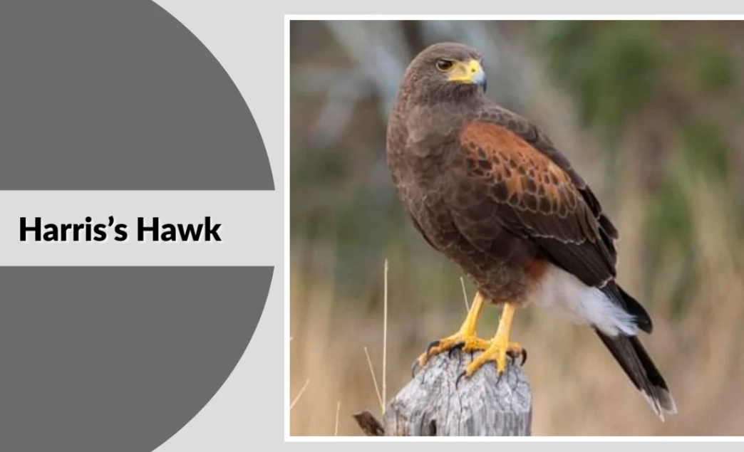 how to identify hawks