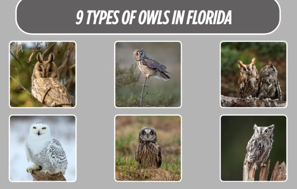 how to identify hawks