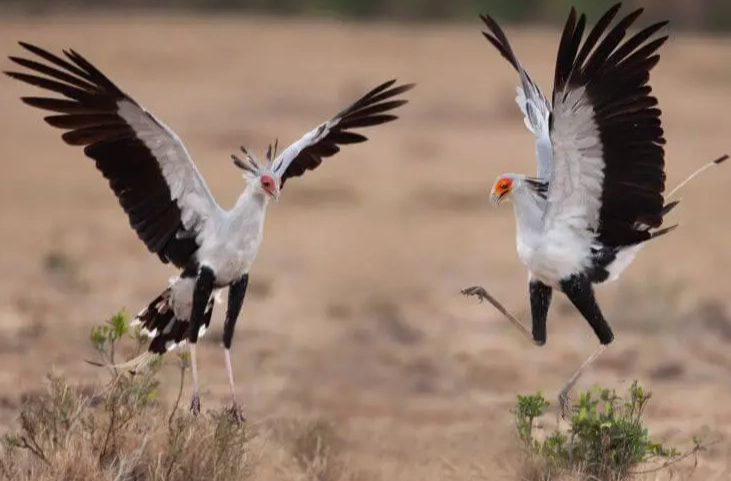 african birdwatching safari