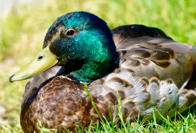 mallard duck behavior