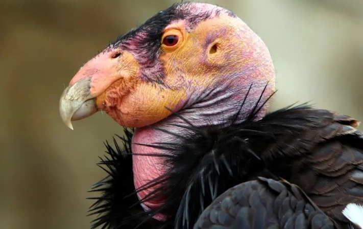 california condor wingspan