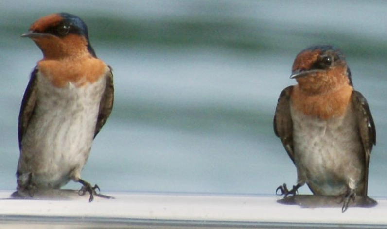 Southeast Asia birding guide