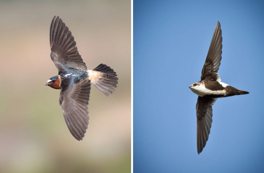 difference between swallow and swift