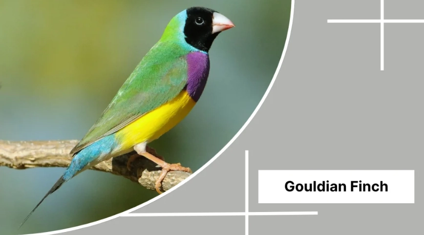 finch identification