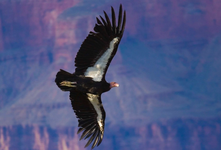 california condor wingspan