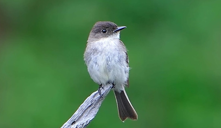 eastern phoebe nest