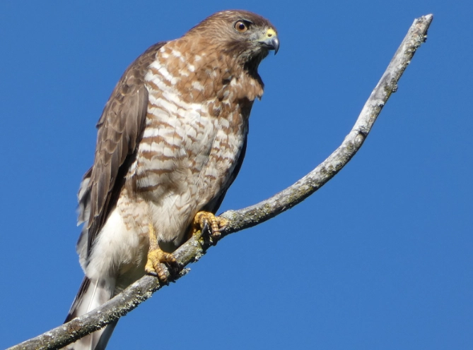 broad-winged hawk