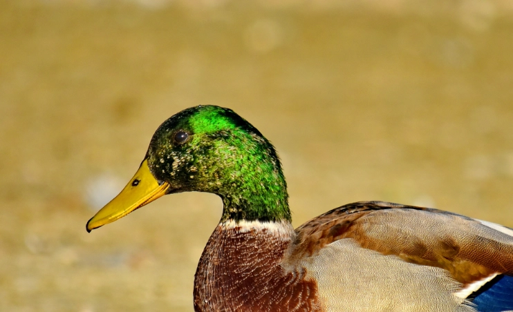 wild duck identification