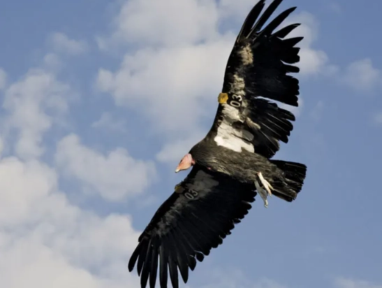 california condor endangered species