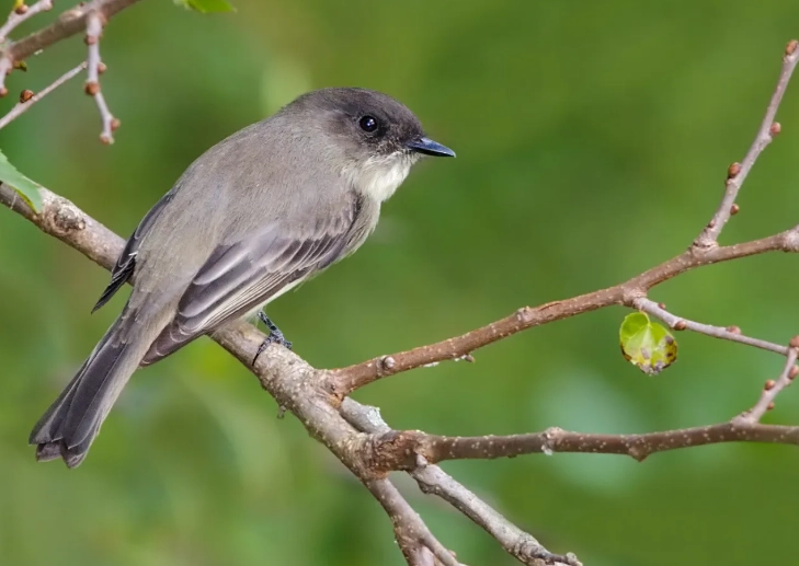 eastern phoebe nest