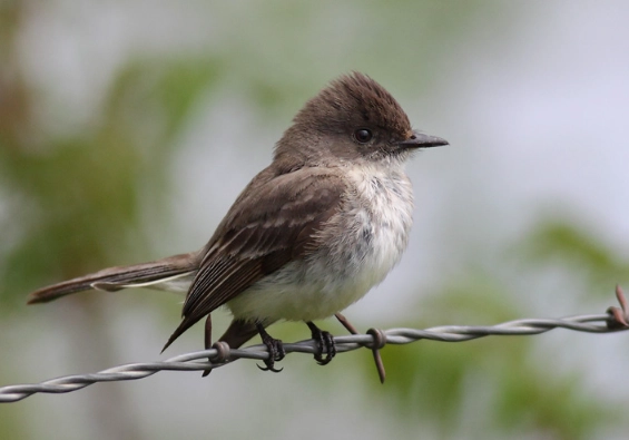 eastern phoebe nest