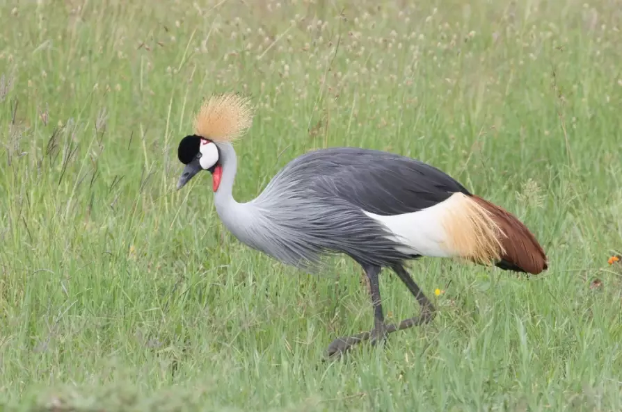 birds of africa guide