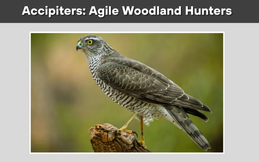 raptor identification guide