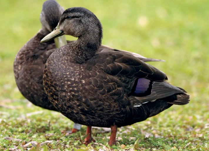 wild duck identification