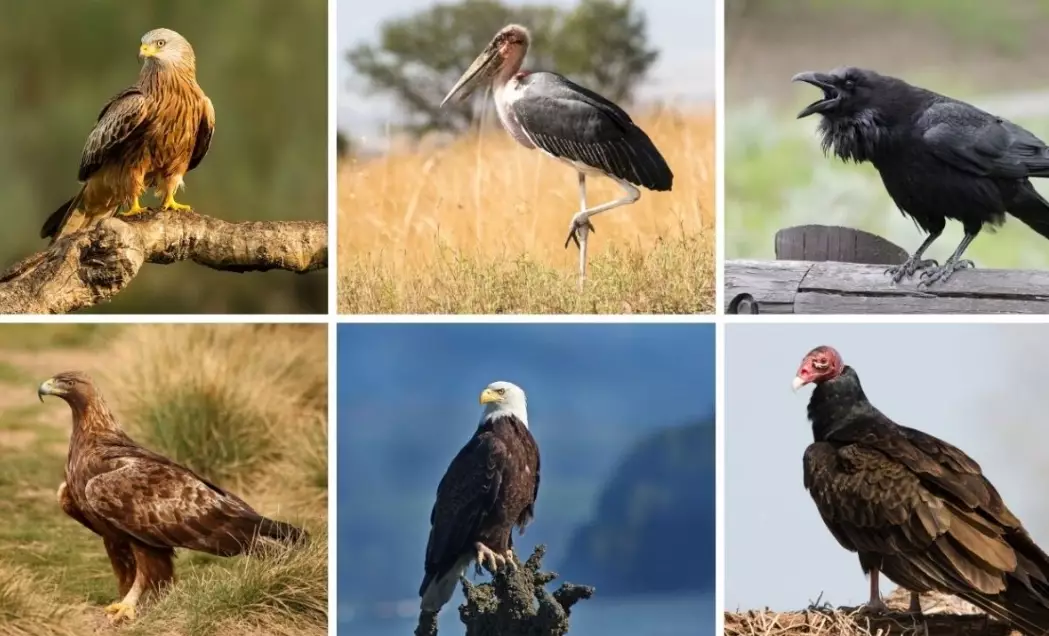 raptor identification guide