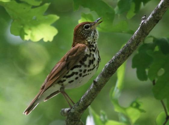 how to attract wood thrush
