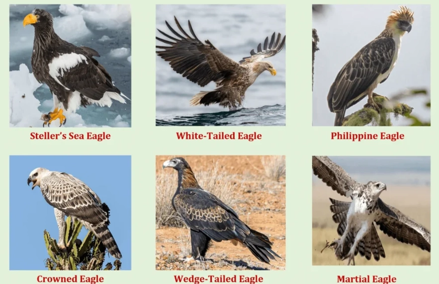 where to see eagles