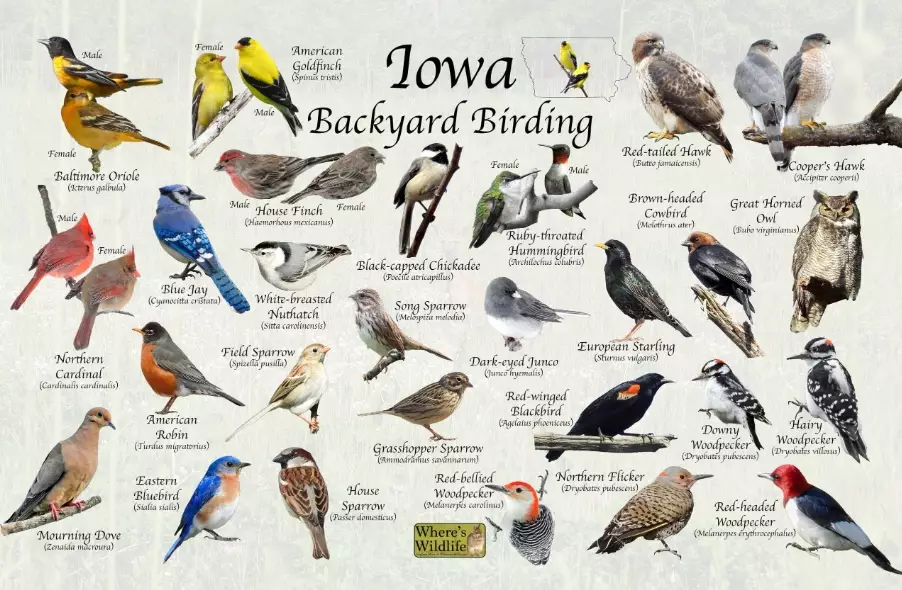 common backyard birds