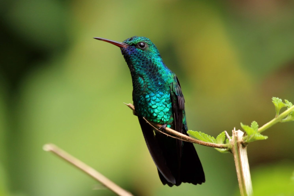 hummingbird identification