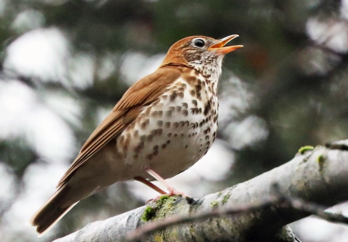 wood thrush song