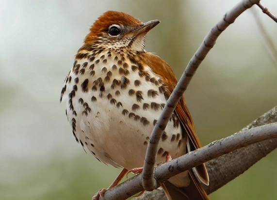 how to attract wood thrush