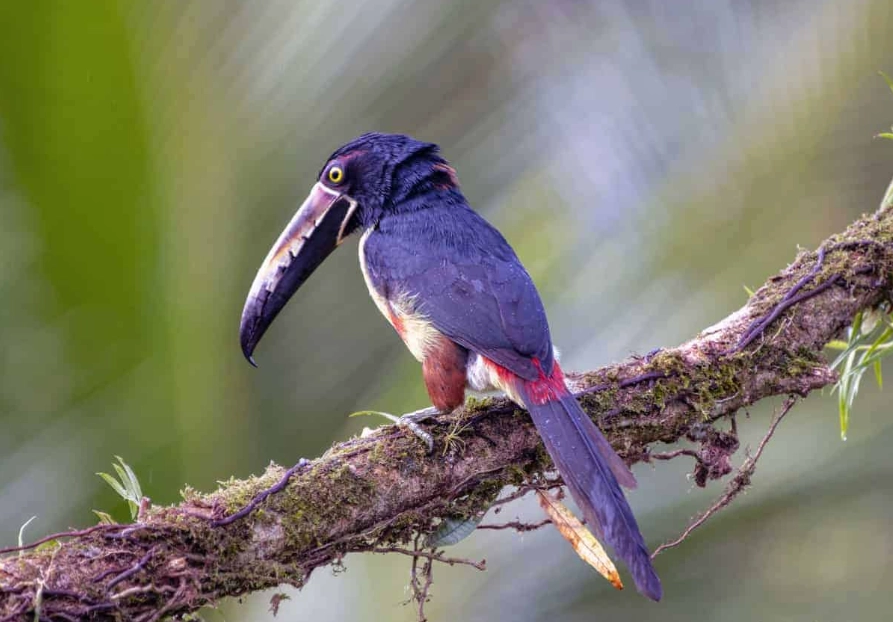 best birding spots central america