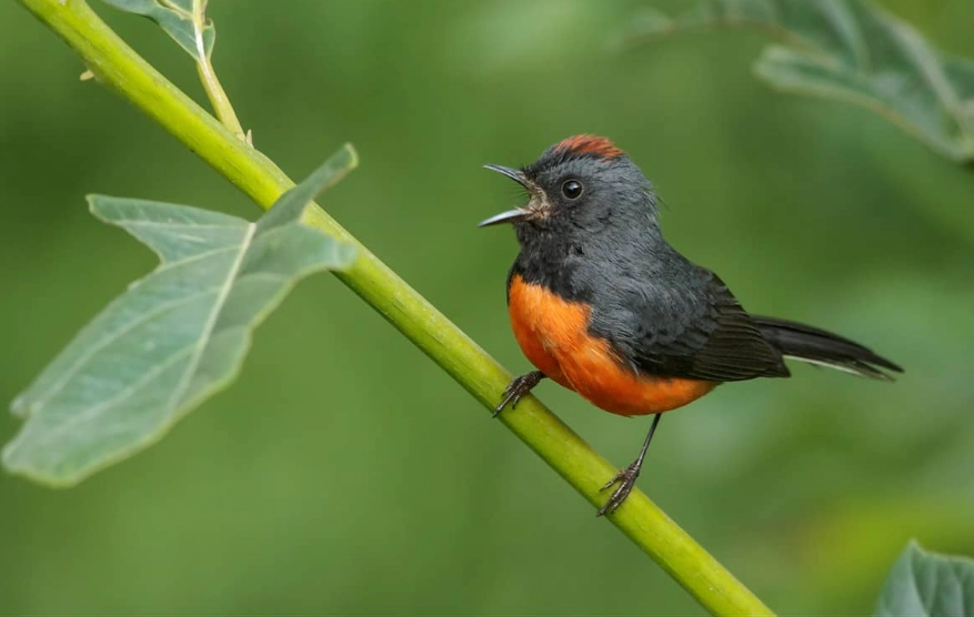 birdwatching central america