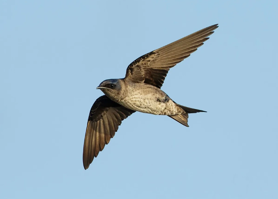 attract purple martins