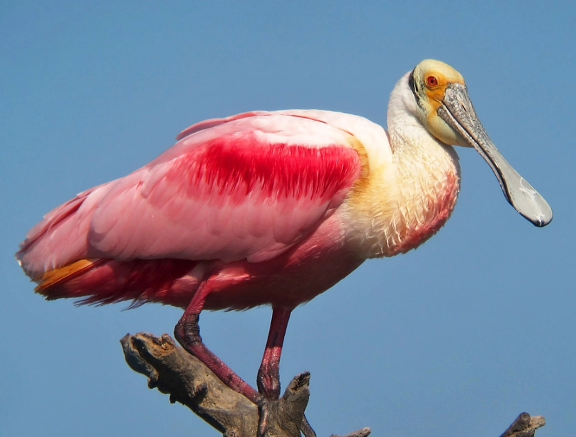 Roseate spoonbill
