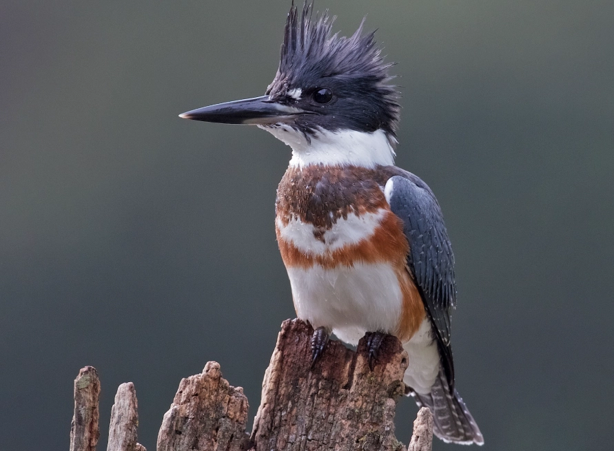 waterbird birding tips