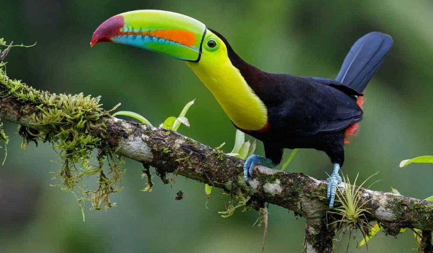 birdwatching central america