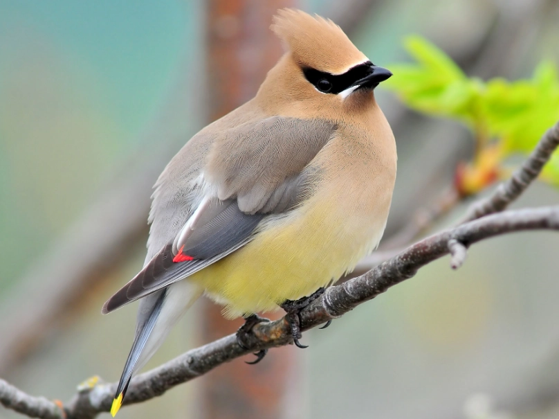 cedar waxwing diet