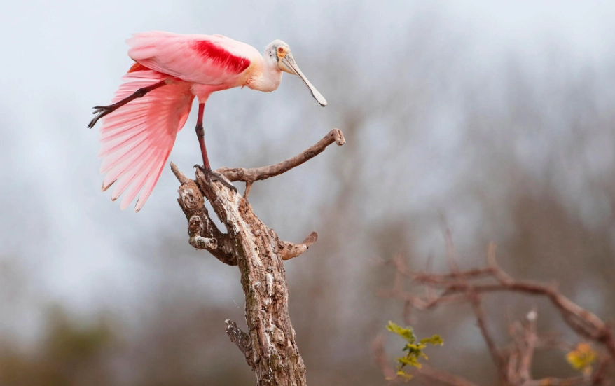 Roseate spoonbill