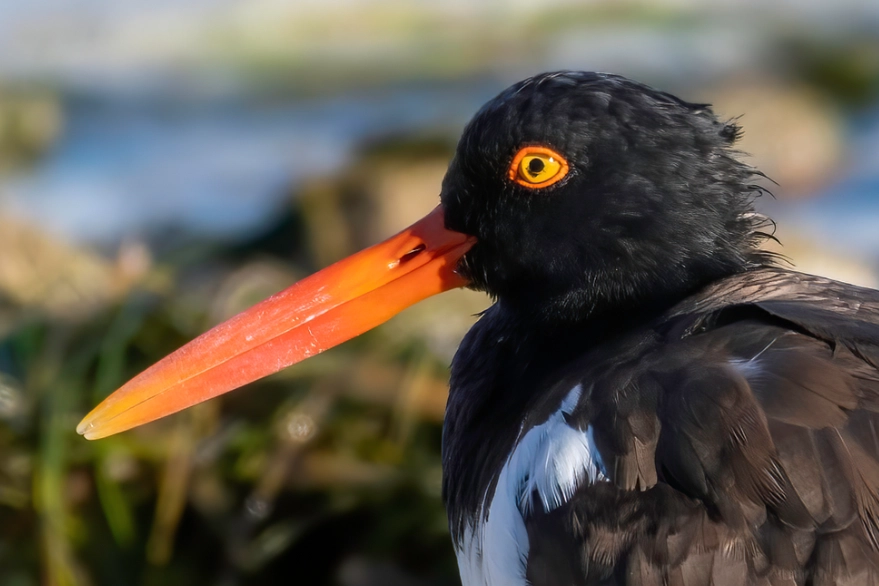 rare birds Mediterranean