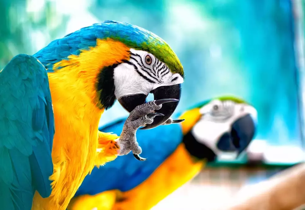 amazon rainforest birds