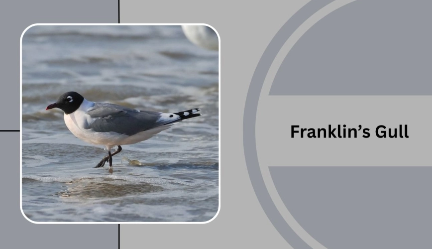 how to identify gulls